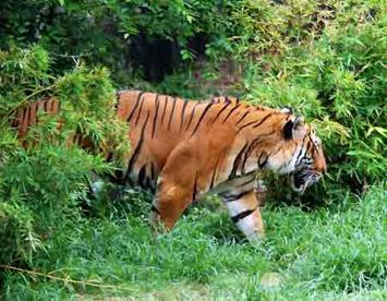 Cat Tien National Park- A Great Eco-tourism Destination in Vietnam