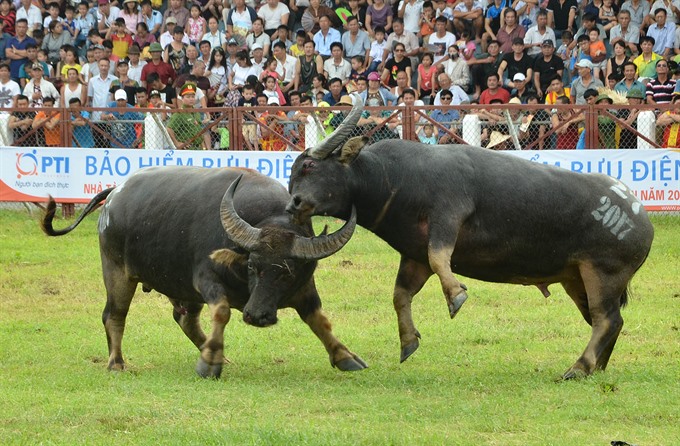 Do Son Buffalo Fighting Festival