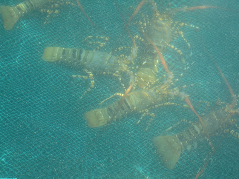 Lang Chai’s Seafood (Fishing village’s seafood)
